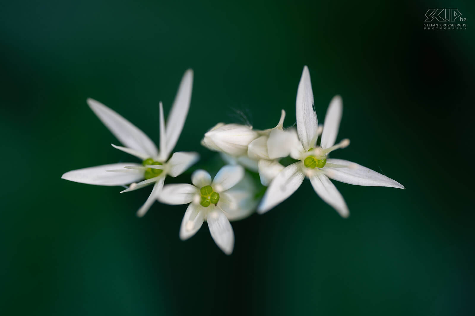 Spring bloomers - Wild garlic in Bois de Laurensart  Stefan Cruysberghs